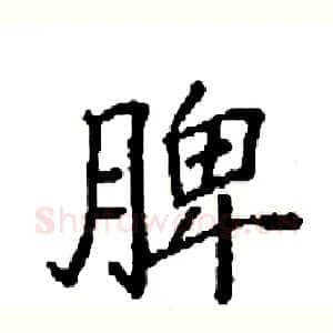 脾