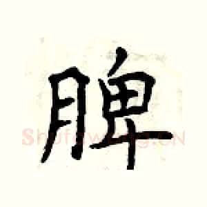 脾