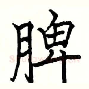 脾