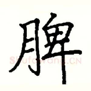 脾
