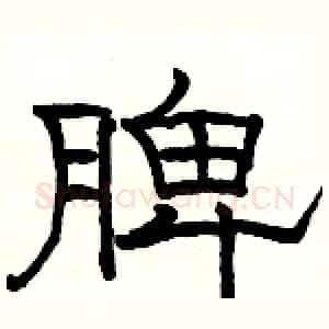 脾