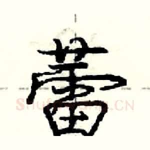 蕾