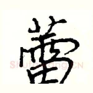 蕾