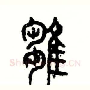 雏